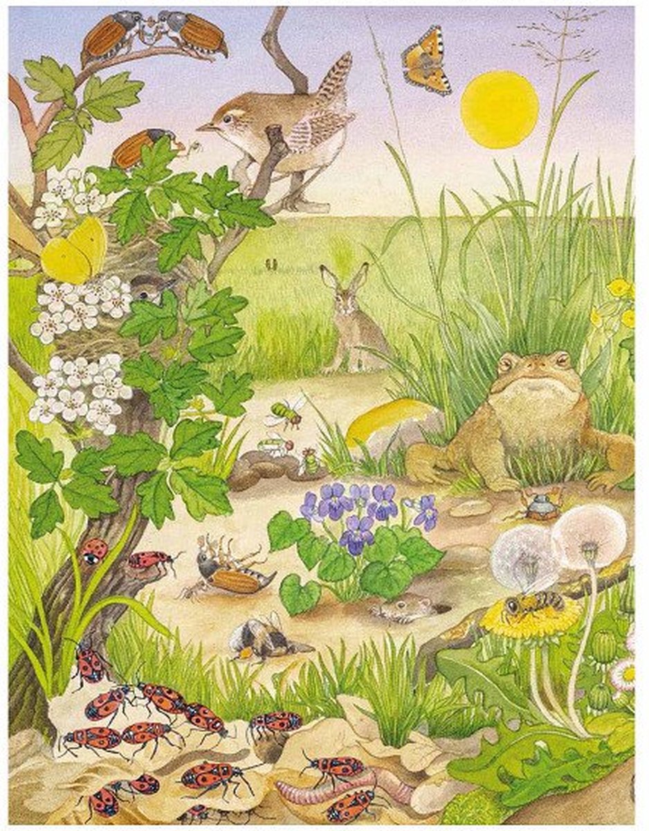 Kijk- en zoekboek kriebeldiertjes