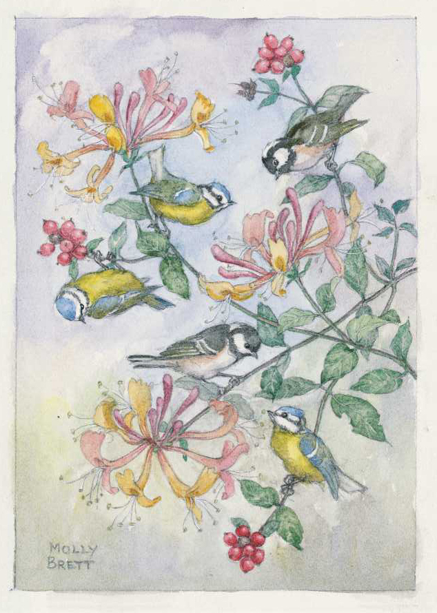 Molly Brett - Blue tits and coal tits on a honeysuckle