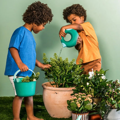 Cana small garden green