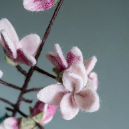 Magnolia