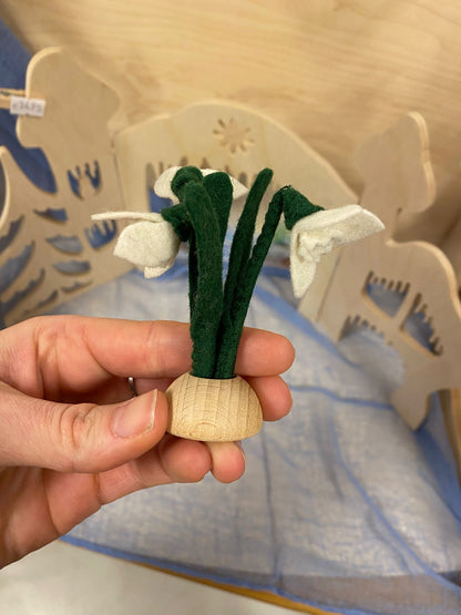 Zondag 25 januari - sneeuwklokjes