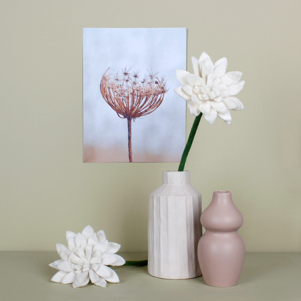 Gerbera wit