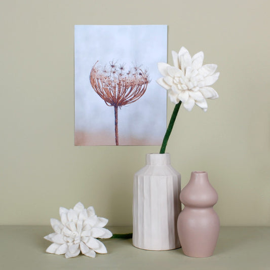 Gerbera wit