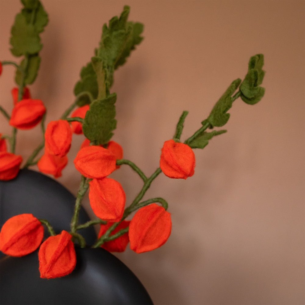 Bloem: tak physalis lampion