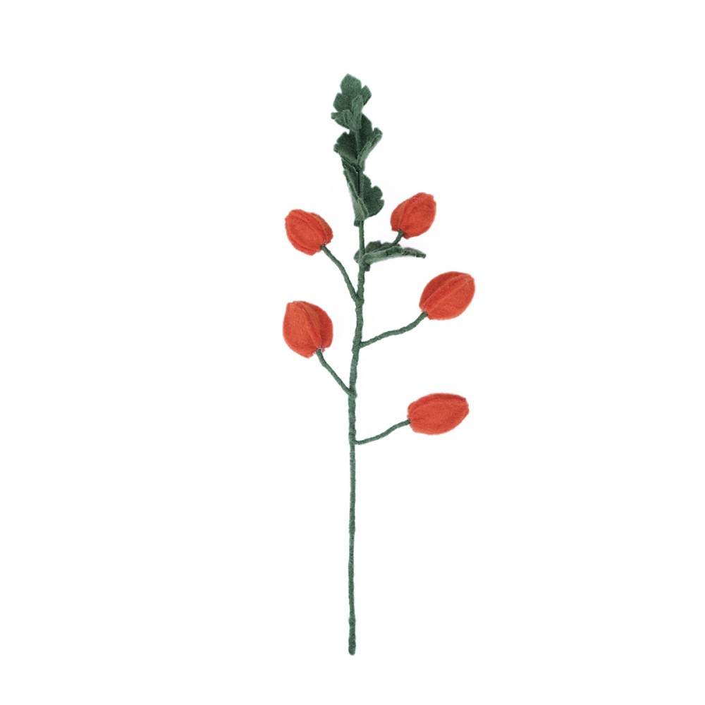 Bloem: tak physalis lampion