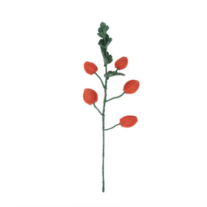 Bloem: tak physalis lampion