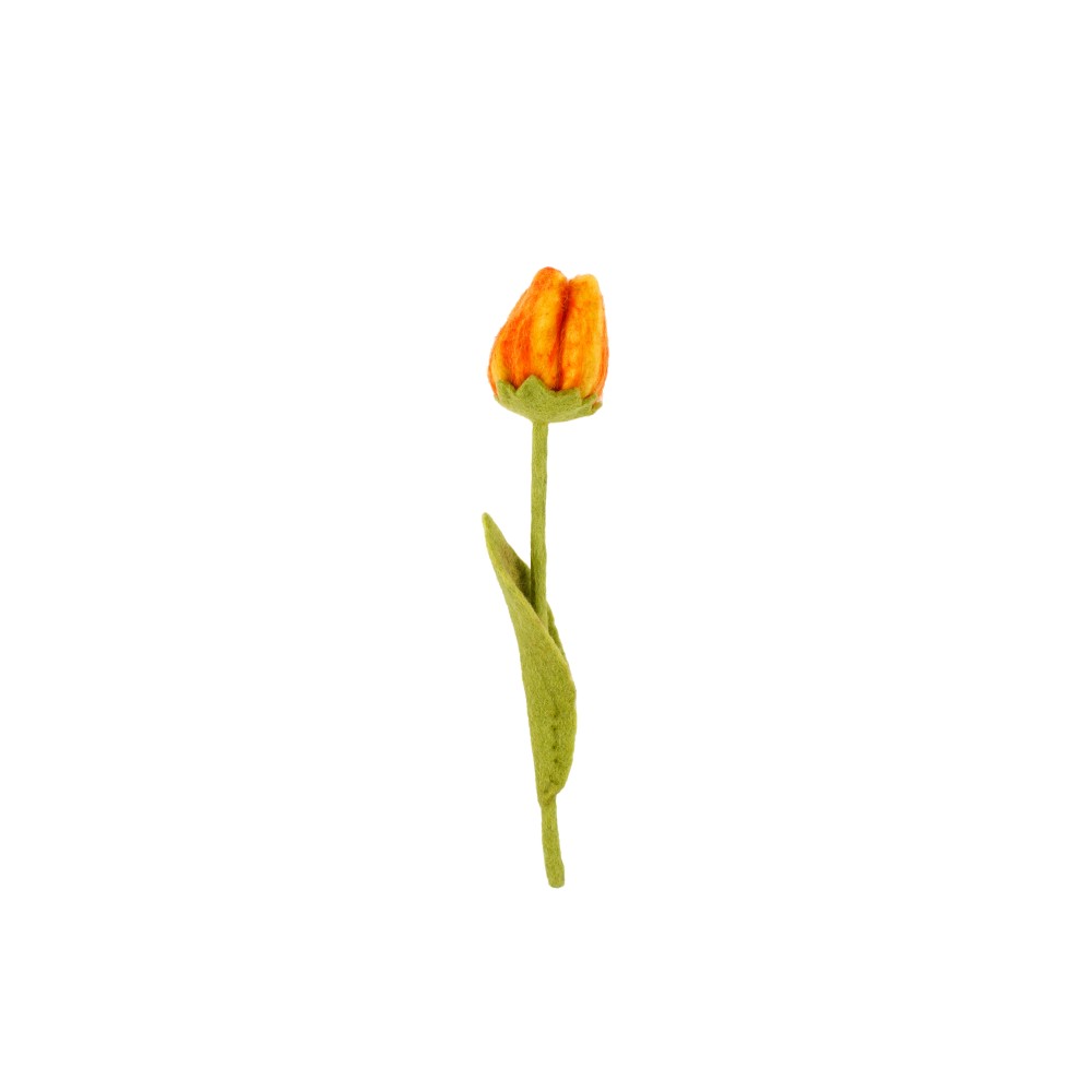 Bloem: tulp Olivia